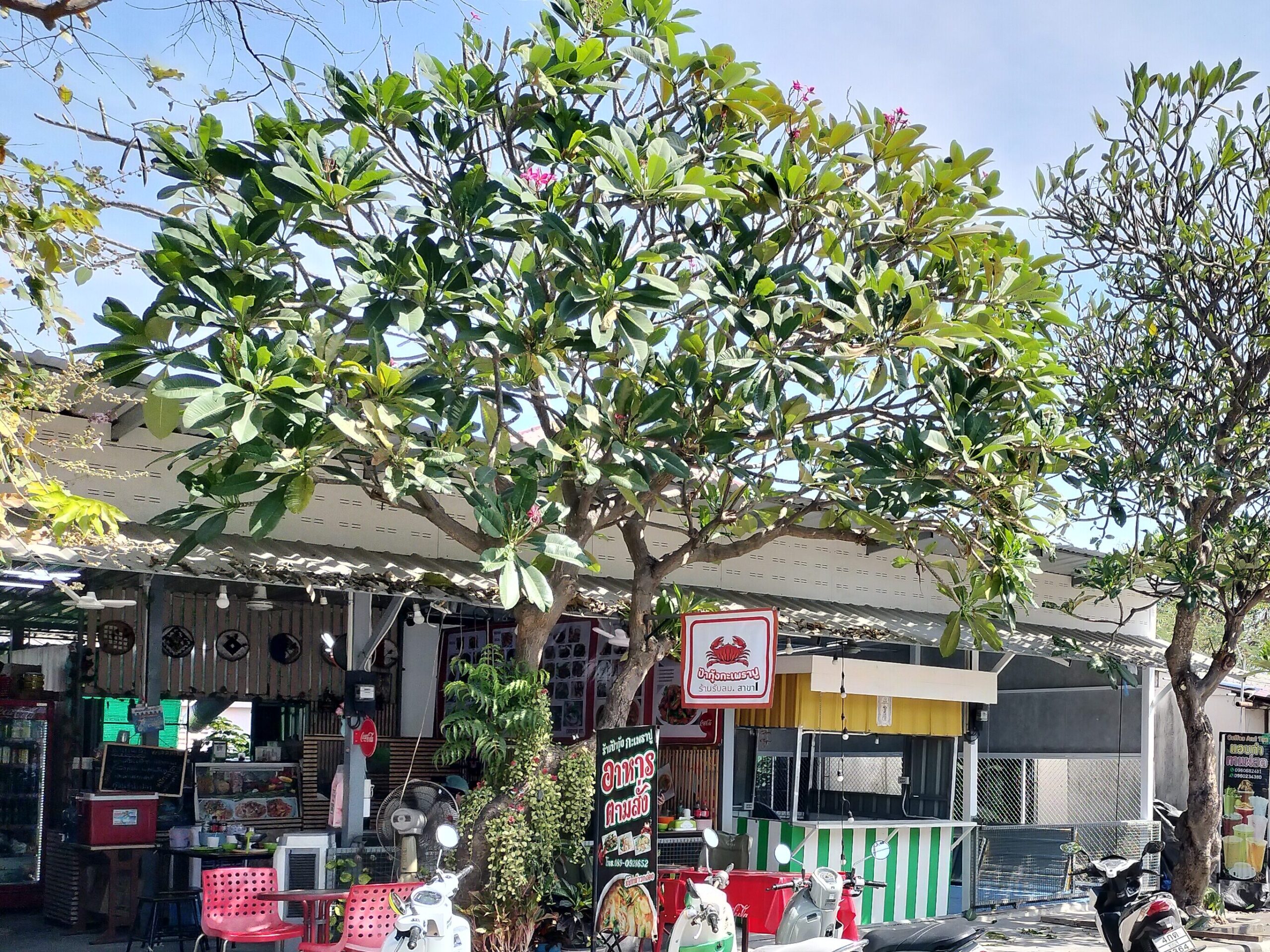 カニガパオの店